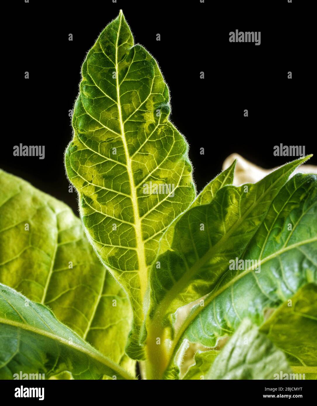 Tabak Mosaik Virus ( TMV ) Symptome von Inseln der Chlorose mit Hinterleuchtung eines infizierten Tabakblatt gesehen, Stockfoto
