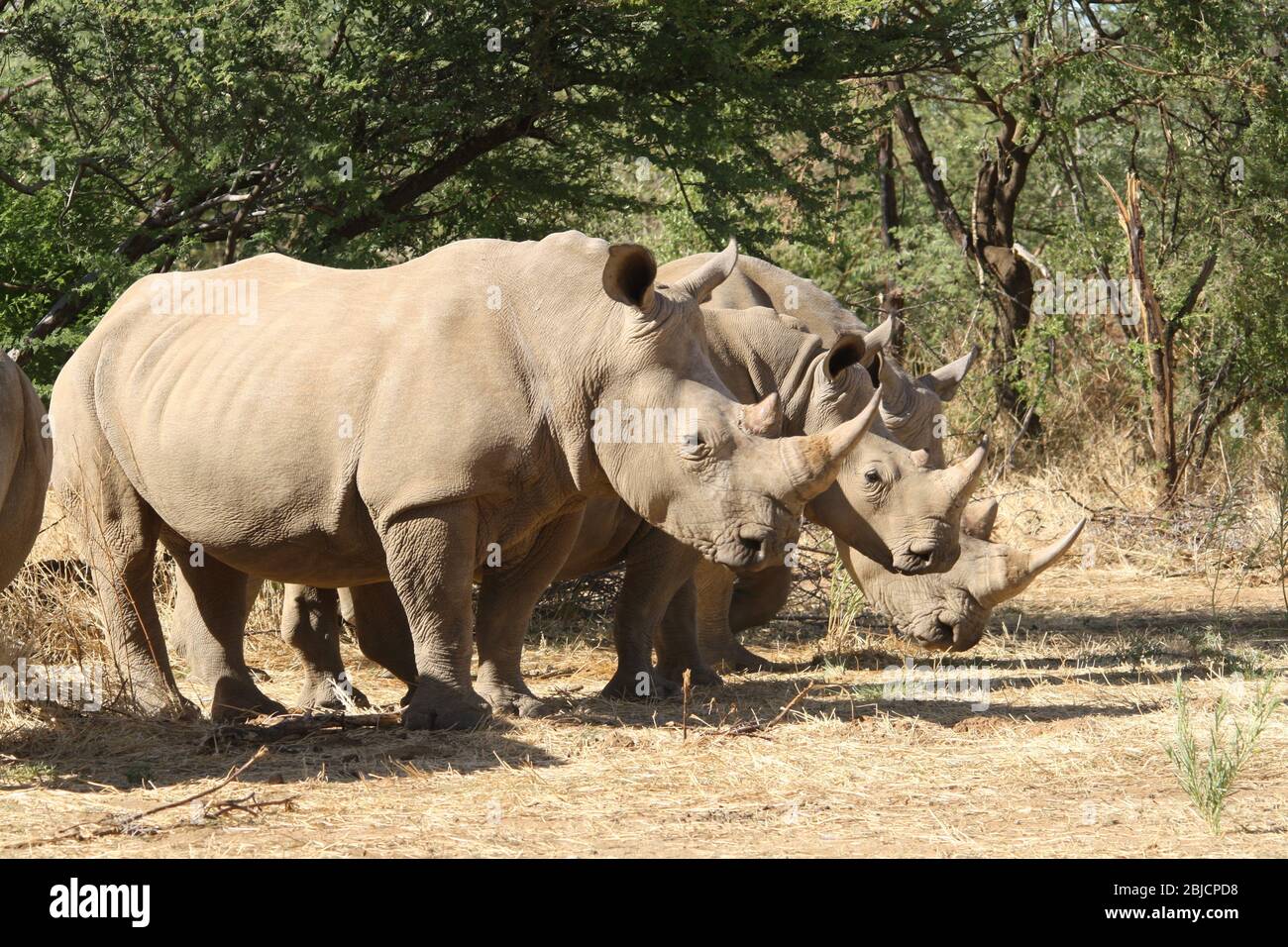 Weiße Nashörner im Busch, eine seltene Sichtung, in unseren Parks und Lodges. EINE Möglichkeit, das Nashorn zu unterscheiden, hat es eine quadratische Oberlippe zum Weiden, Stockfoto