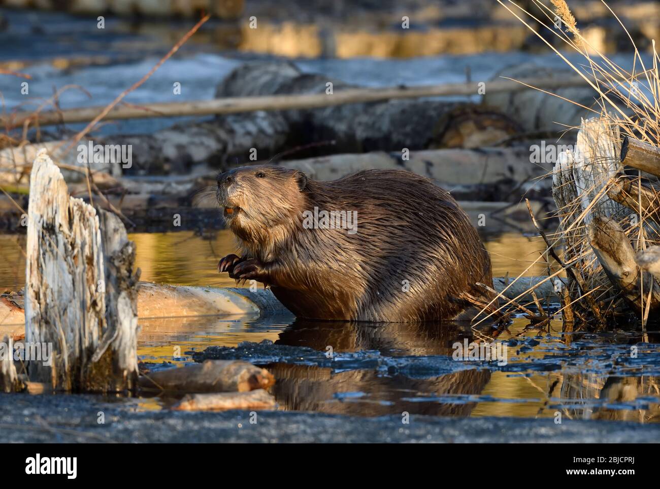 Ein erwachsener Biber 'Castor canadensis', der aus seiner Lodge kommt und nach einem langen Winter in Alberta Kanada die Luft nach Gefahren duft Stockfoto