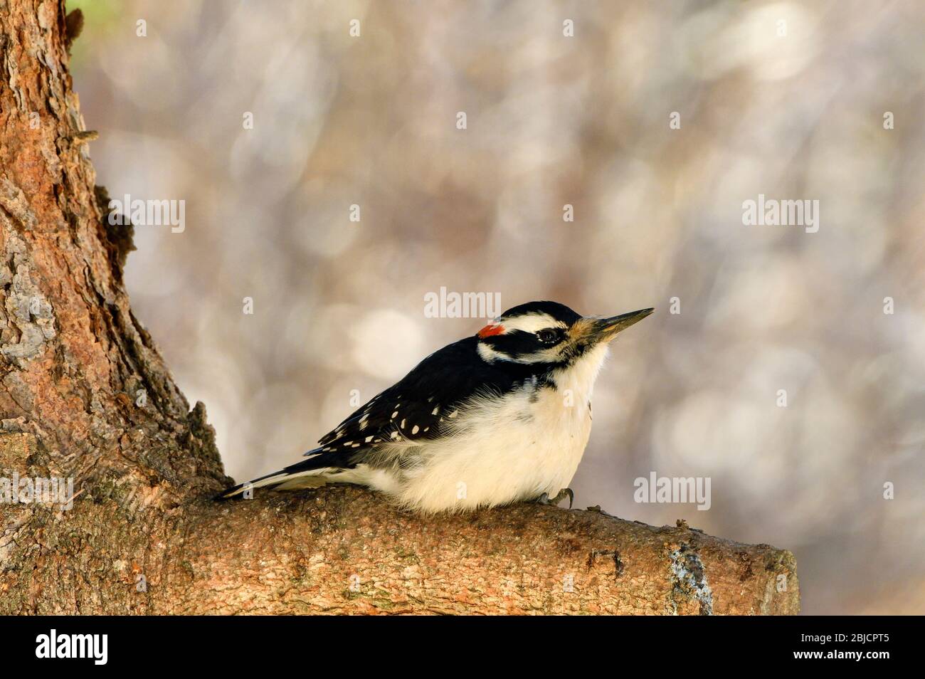 Ein wilder Hairy Specht 'Picoides pubescens', der auf einem Fichtenzweig im wärmenden Sonnenlicht des ländlichen Alberta Kanada ruht, Stockfoto