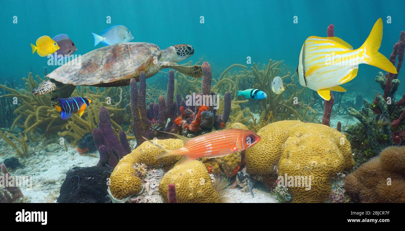Karibisches Meer buntes Korallenriff unter Wasser mit einer grünen Meeresschildkröte und tropischen Fischen, Mexiko Stockfoto