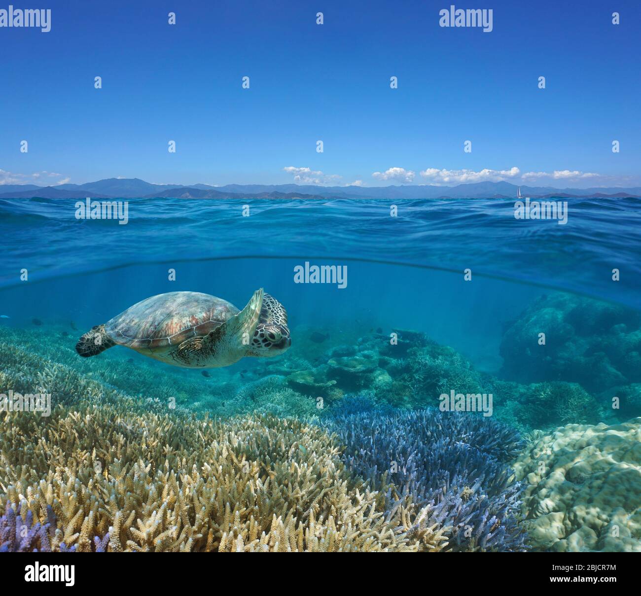 Seascape über unter Wasseroberfläche, Korallenriff mit einer Meeresschildkröte unter Wasser und die Küste der Insel Grande-Terre am Horizont, Neukaledonien Stockfoto