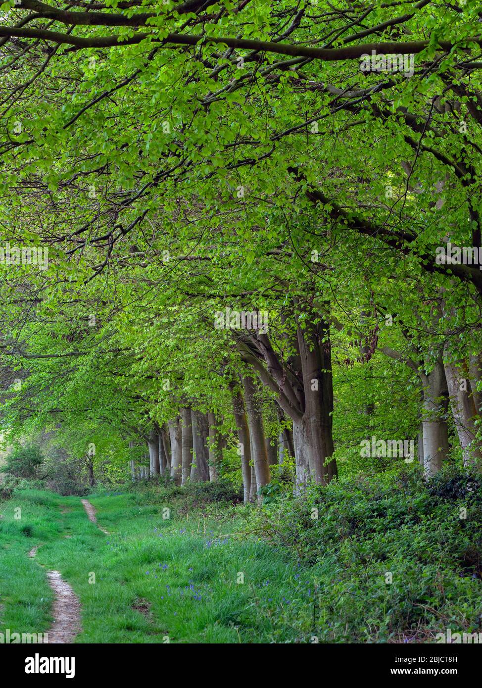 Buchen Fagus sylvatica im Frühjahr mit neuen Blättern Blickling Park Norfolk Ende April Stockfoto