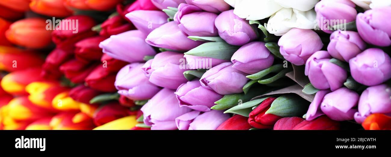 Verschiedene Arten Tulpen, helle Frühlingsblumen Stockfoto