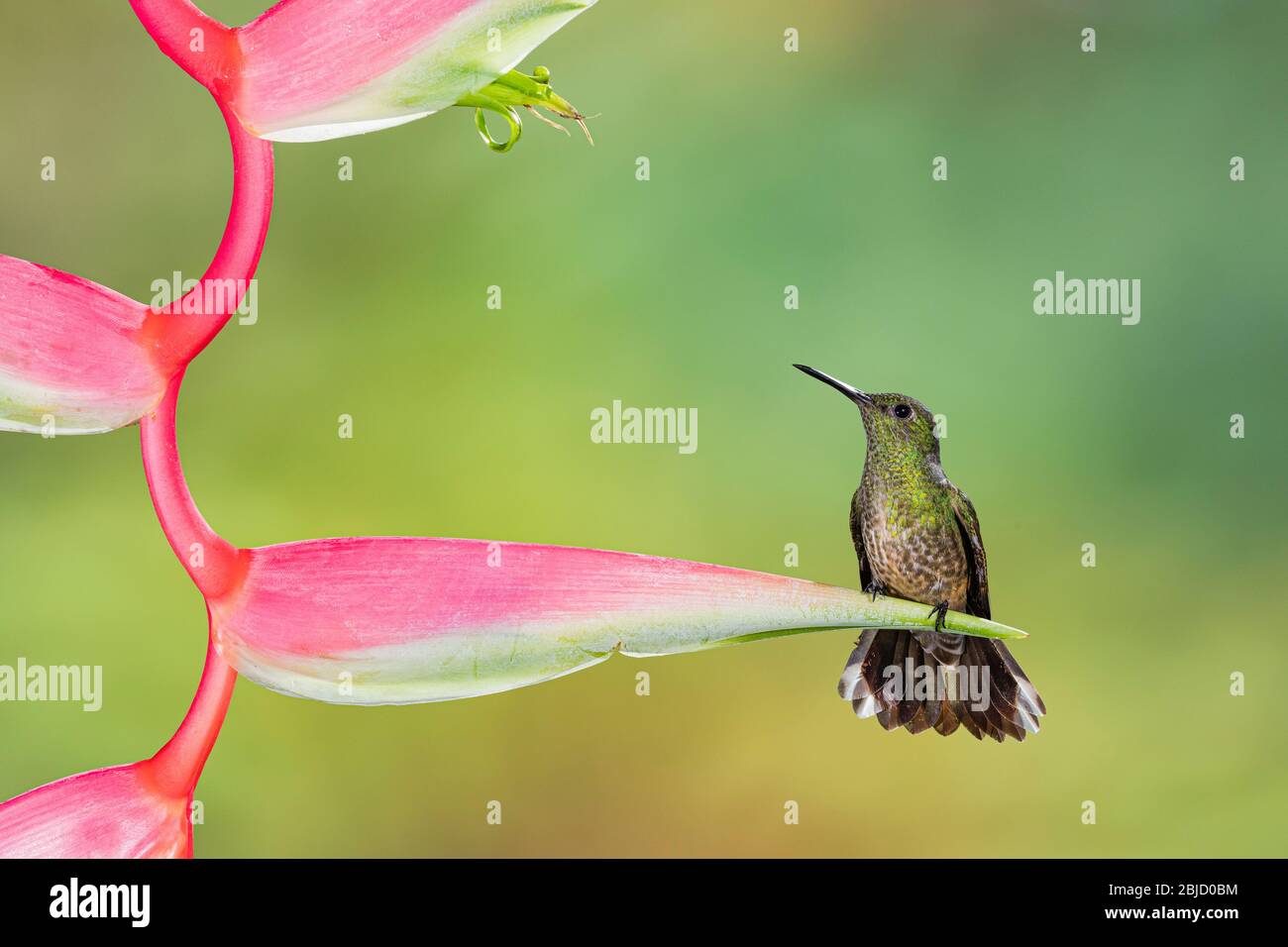 Schuppiger Kolibri (Phaeochroa cuvierii) auf einer Heliconia in Costa Rica Stockfoto