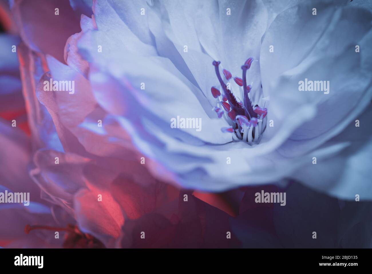 Cherry Blossom close up Makro-Ansicht - zweifarbiges Licht in Rot- und Blautönen eingerichtet Stockfoto