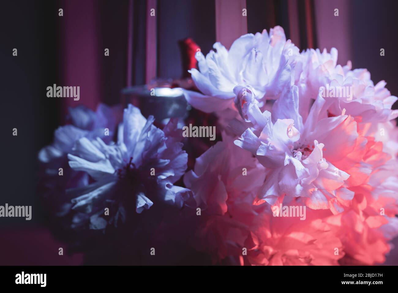 Kirschblüte Nahaufnahme Komposition auf dunklem Grund - zweifarbiges Licht in Rot- und Blautönen eingerichtet Stockfoto