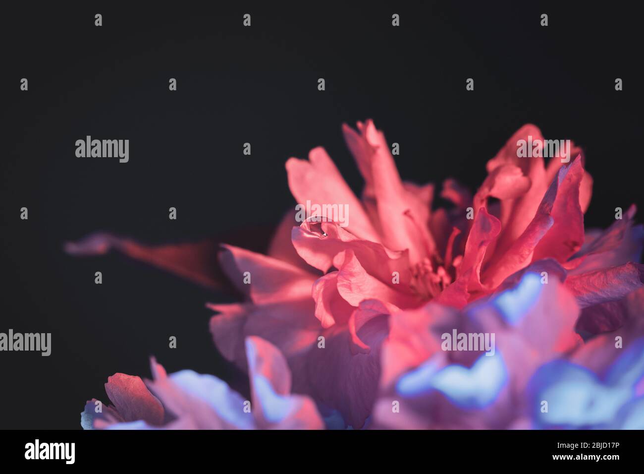 Kirschblüte Nahaufnahme Komposition auf dunklem Grund - zweifarbiges Licht in Rot- und Blautönen eingerichtet Stockfoto