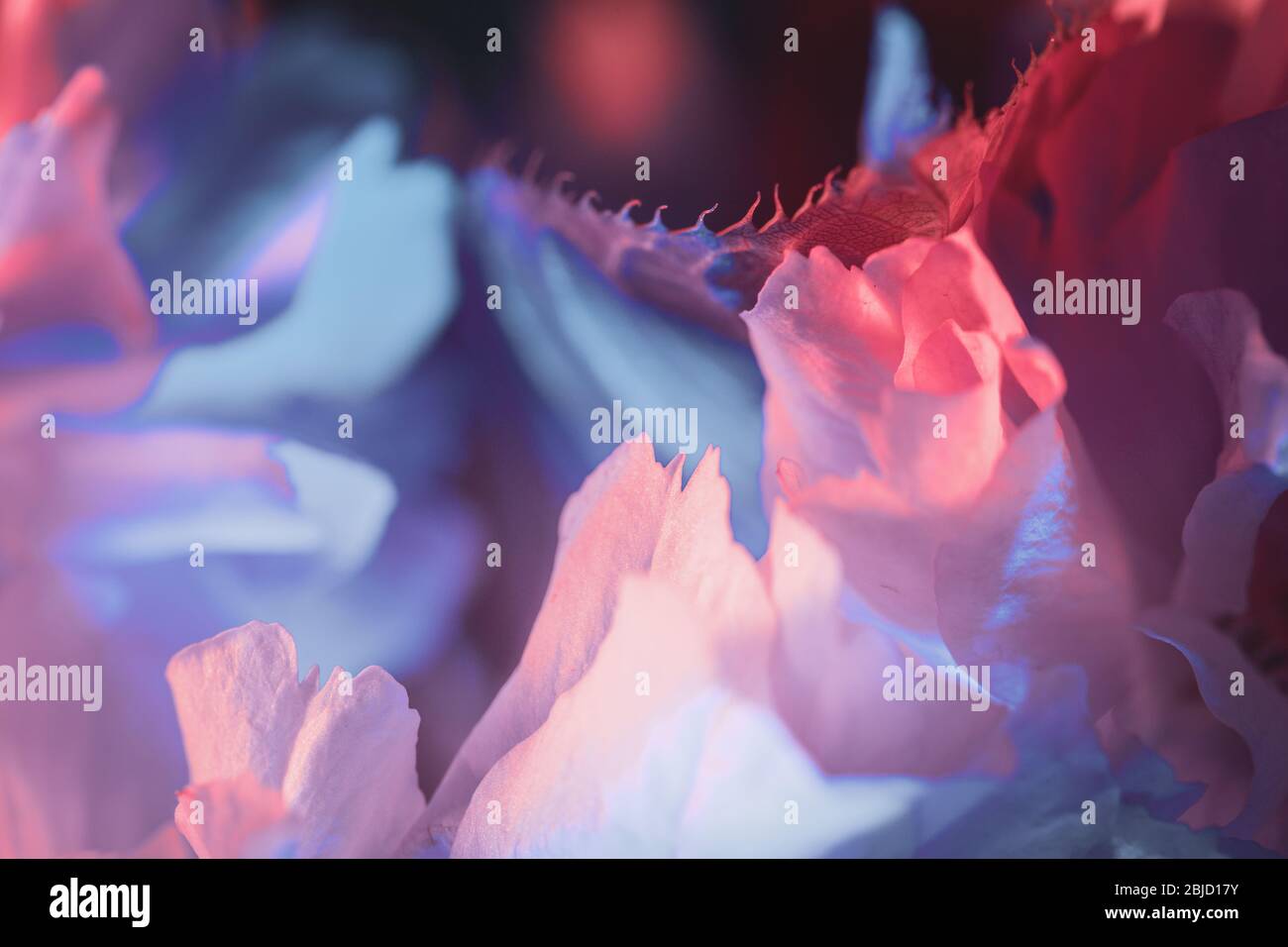 Kirschblütenblätter Nahaufnahme Makroansicht - zweifarbiges Licht in Rot- und Blautönen eingerichtet Stockfoto