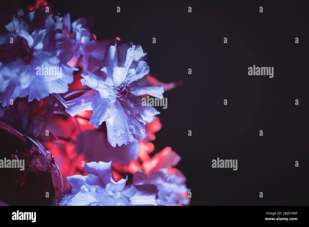 Kirschblüte Nahaufnahme Komposition auf dunklem Hintergrund - zweifarbiges Licht in Rot- und Blautönen eingerichtet Stockfoto