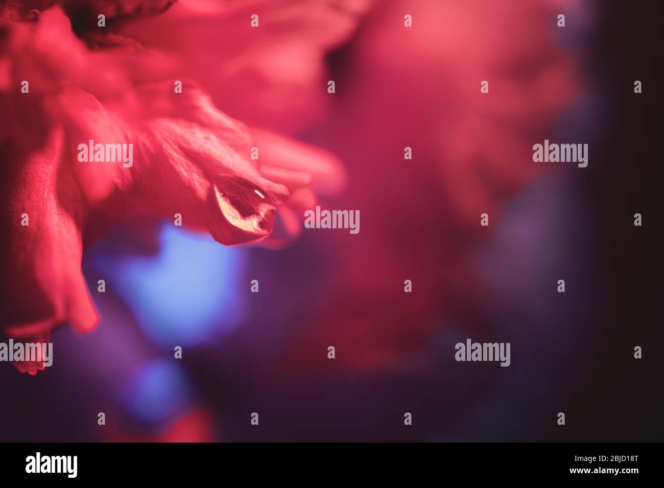 Kirschblüte Nahaufnahme Komposition auf dunklem Hintergrund - zweifarbiges Licht in Rot- und Blautönen eingerichtet Stockfoto