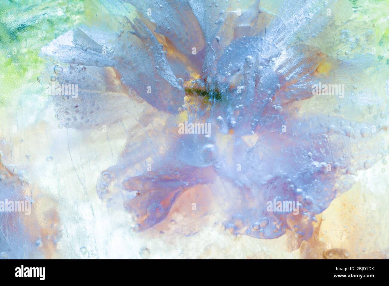 Rosa Kirschblüte Eisblock - kreative florale Hintergrund Stockfoto