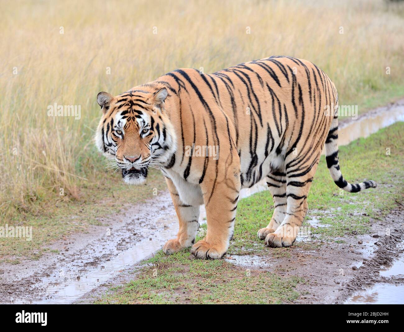 John Varty züchtet bengalische Tiger in Afrika. Sie wandern frei herum und jagen ihr eigenes Essen. Großer Erfolg bei der Erhaltung. Touristenziel. Stockfoto