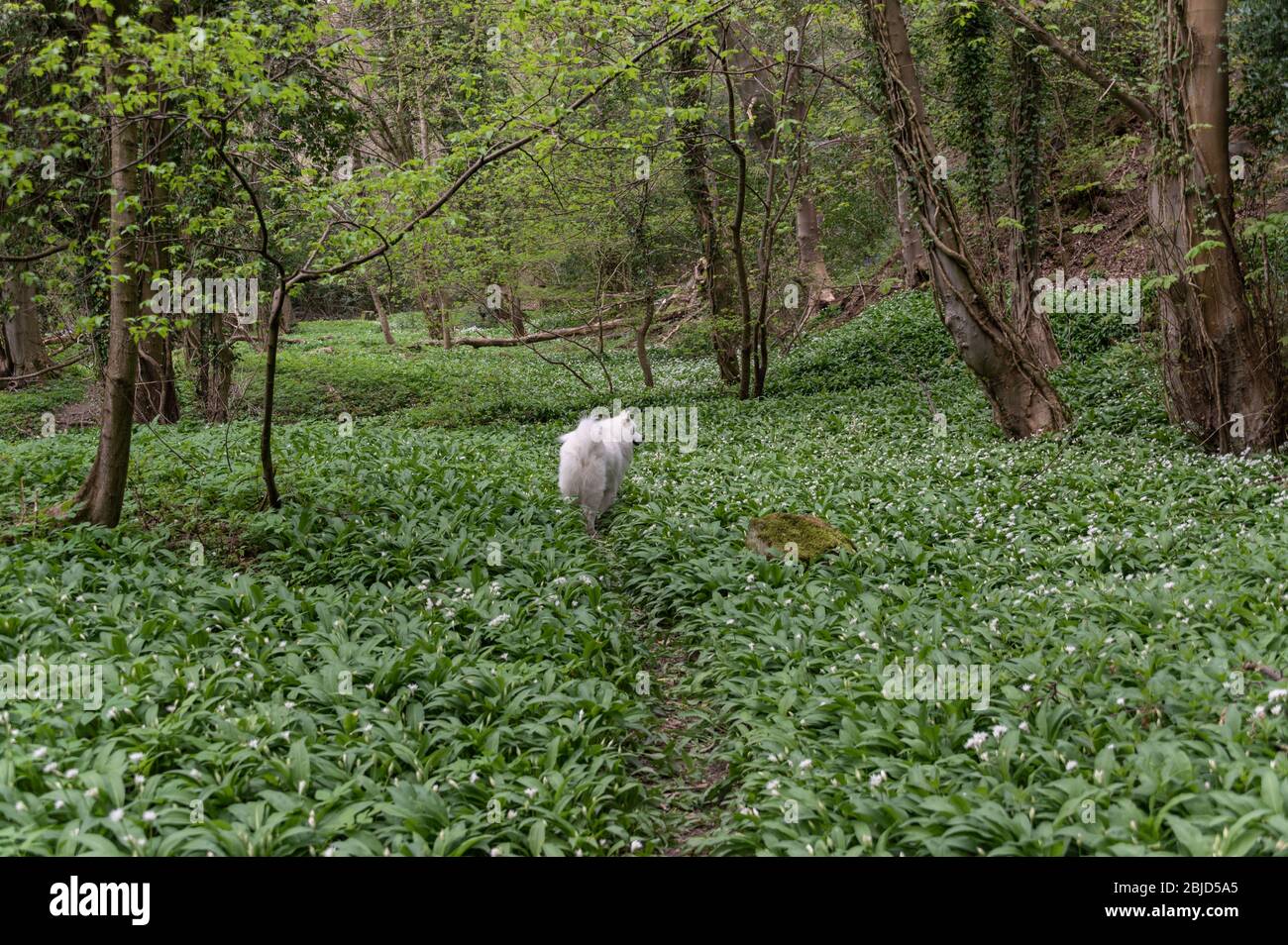 Samoyed Dog im Frühlingswald Stockfoto