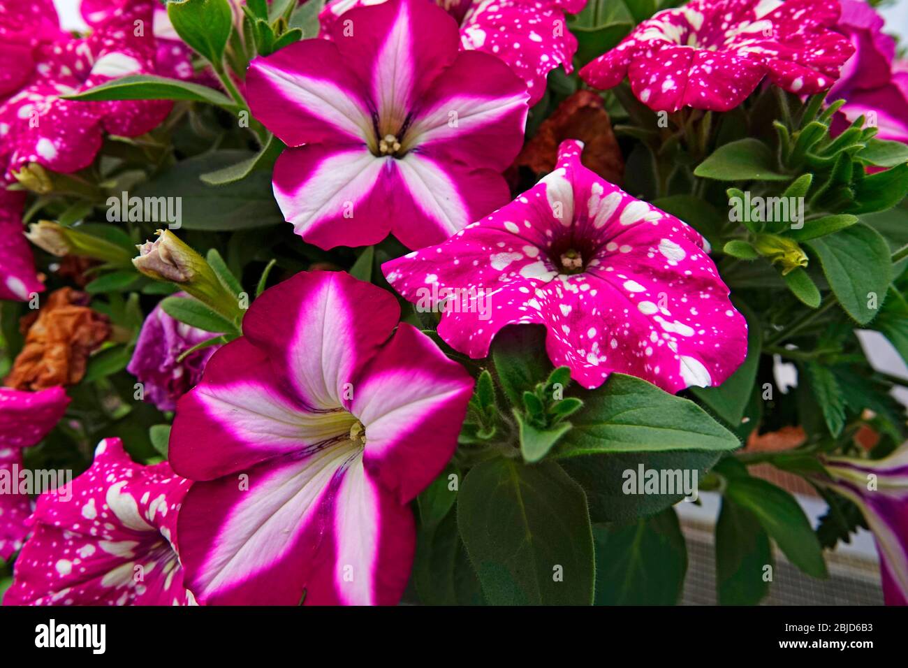 Blätter von heimischen Pflanzen und Blumen bilden hübsche Muster in einer Baumschule in Bend, Oregon. Stockfoto