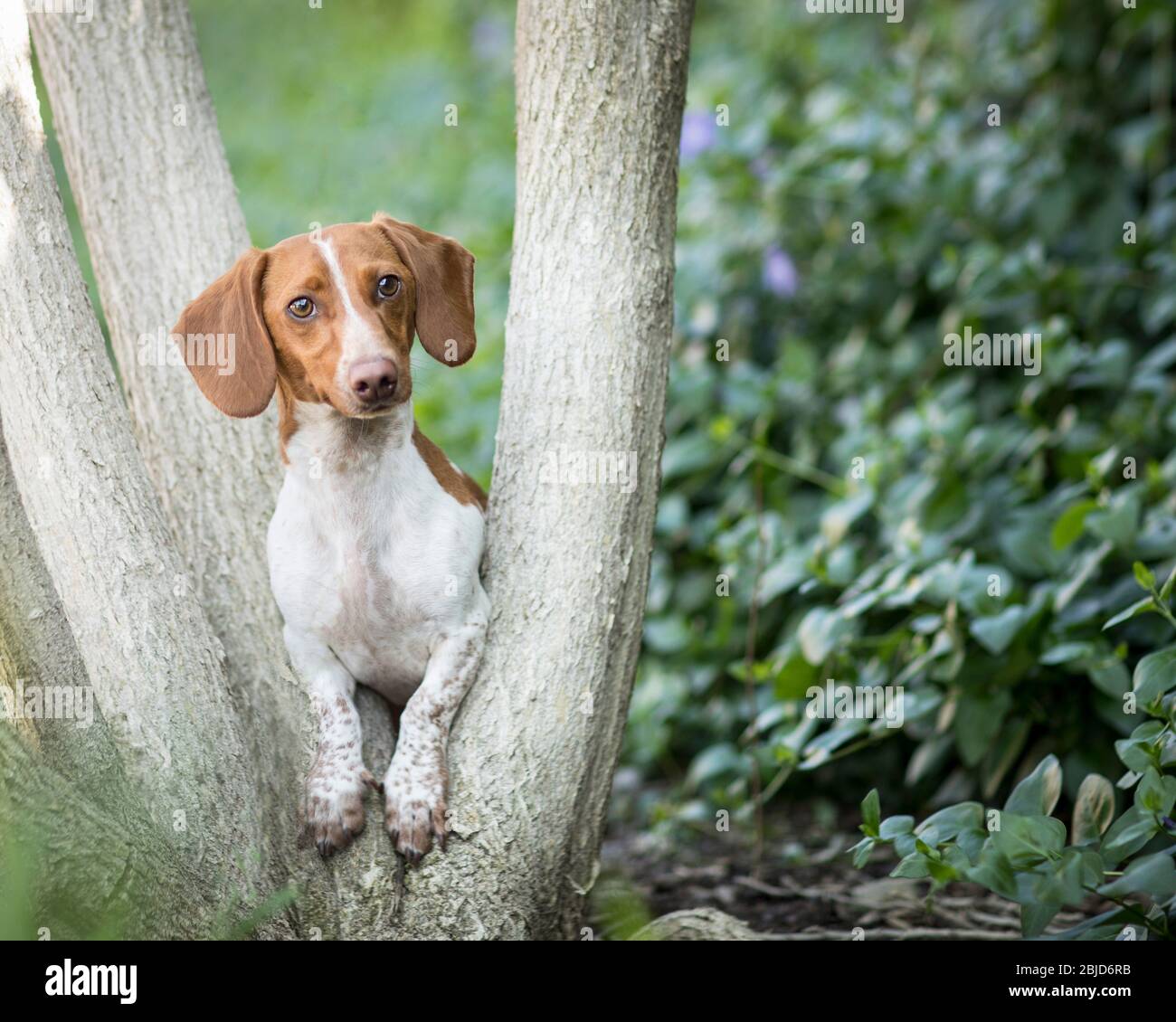 Braun-weiße Stachelhunde steht in einem Garten und späht durch die Gabel eines Baumstammes für ein fesselndes Porträt Stockfoto