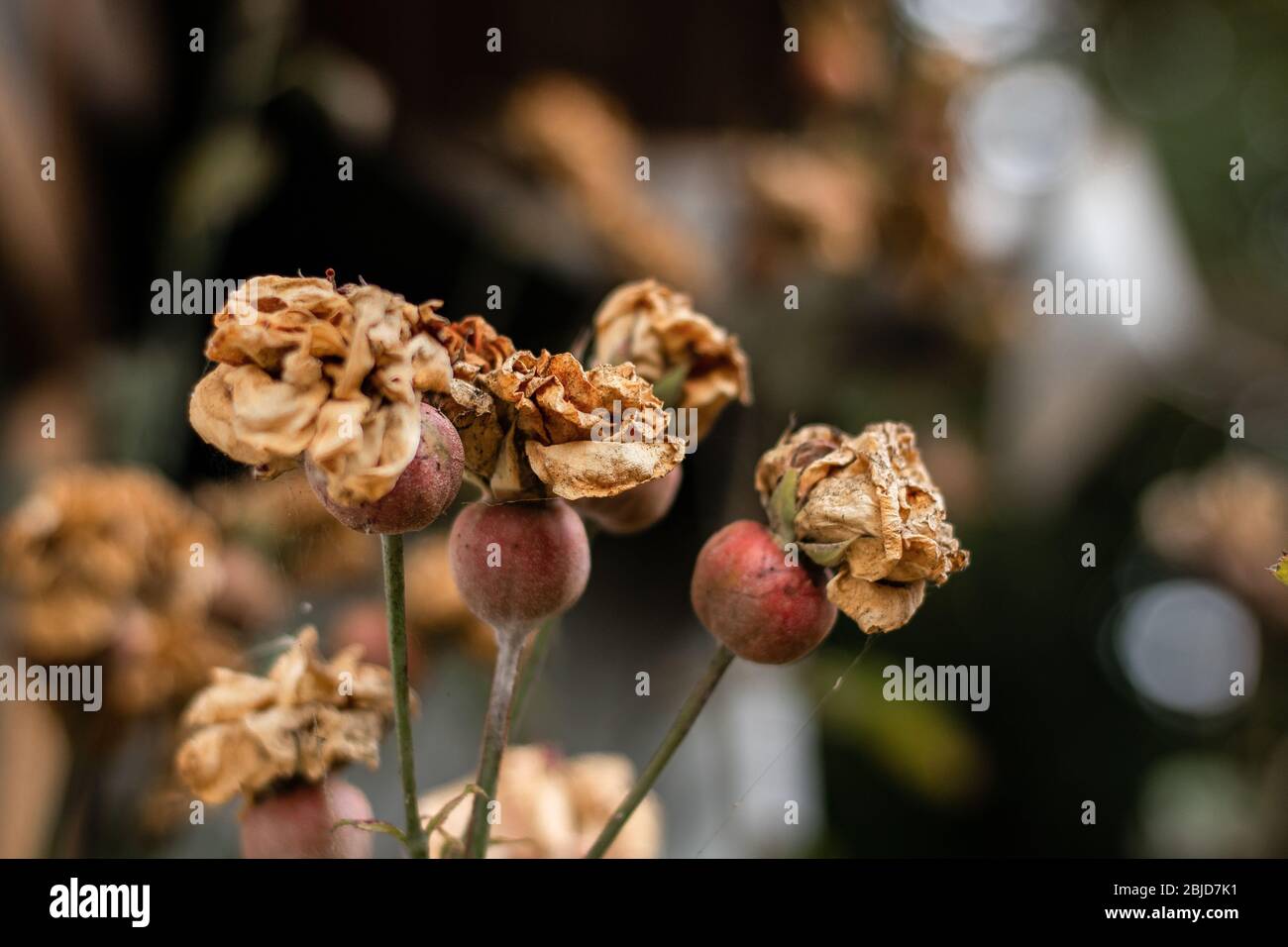Sterbende Rosen warten darauf, wiedergeboren zu werden Stockfoto