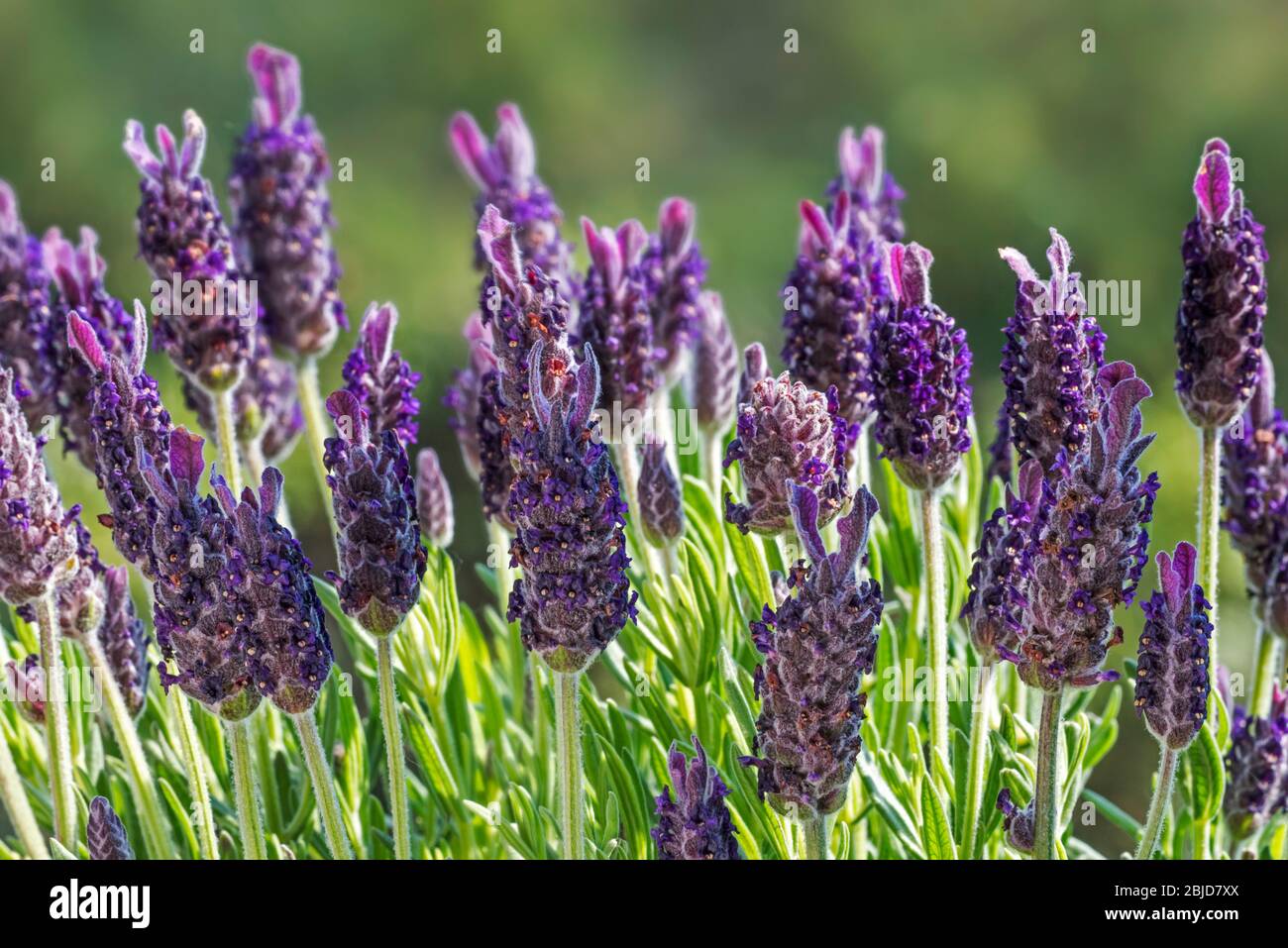 Spanischer Lavendel / Lavendel mit Spitze / französischer Lavendel (Lavandula stoechas) in Blume im Garten Stockfoto
