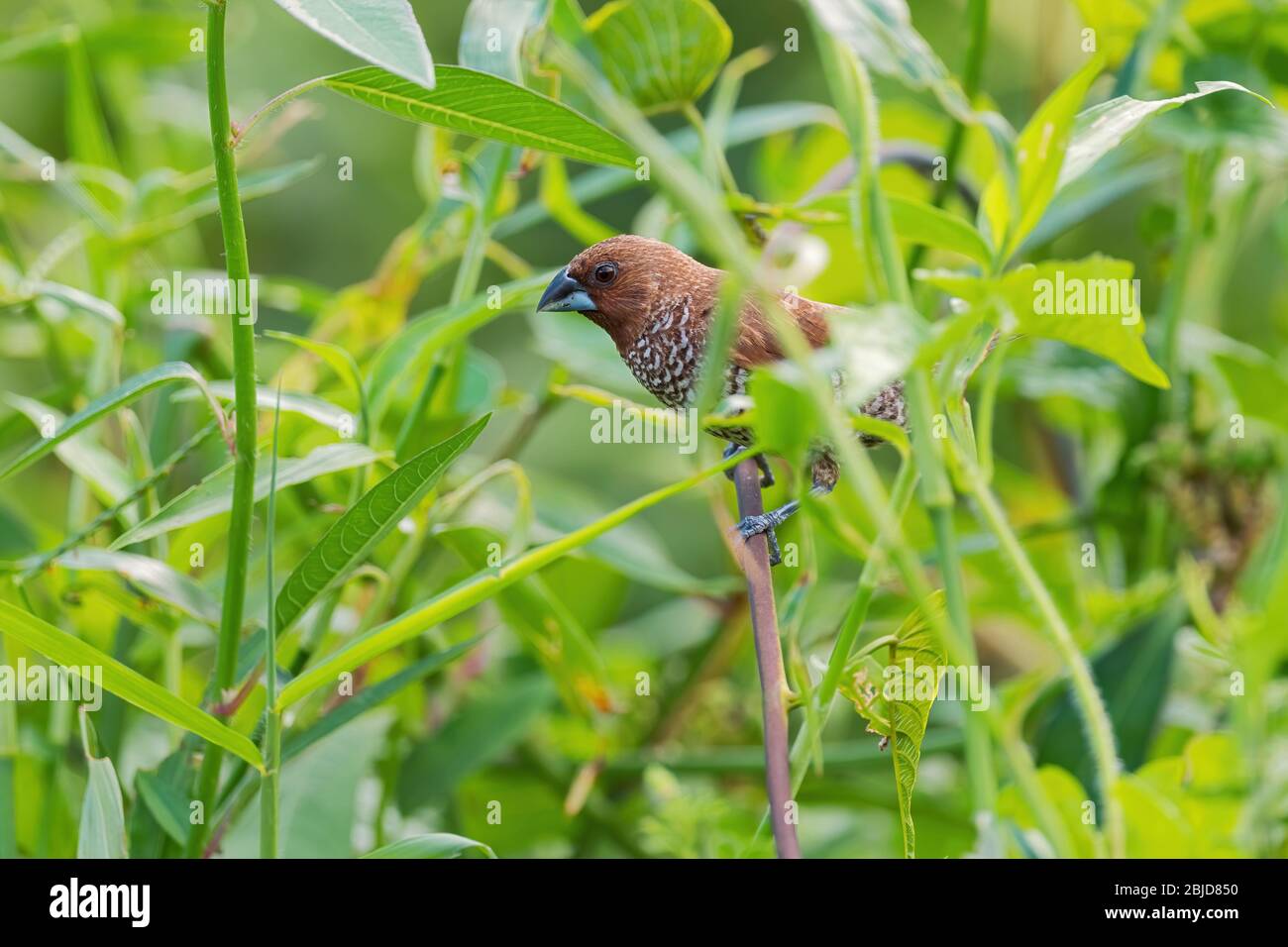 Schuppiger Munia - Lonchura punctulata, schöner kleiner brauner Barschvogel aus südostasiatischen Wäldern und Wäldern, Pangkor, Malaysia. Stockfoto