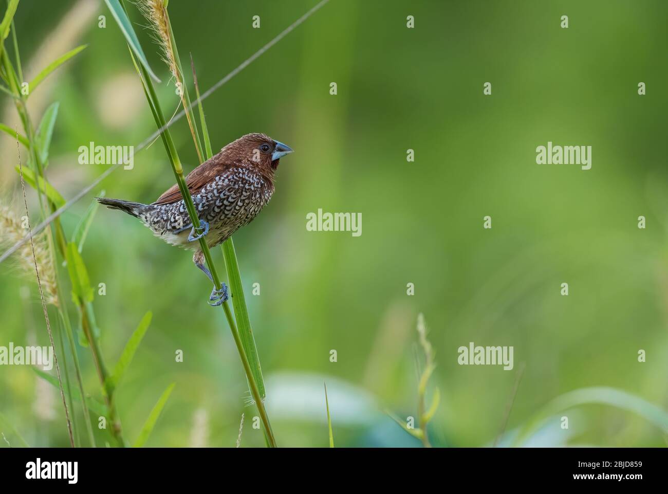Schuppiger Munia - Lonchura punctulata, schöner kleiner brauner Barschvogel aus südostasiatischen Wäldern und Wäldern, Pangkor, Malaysia. Stockfoto