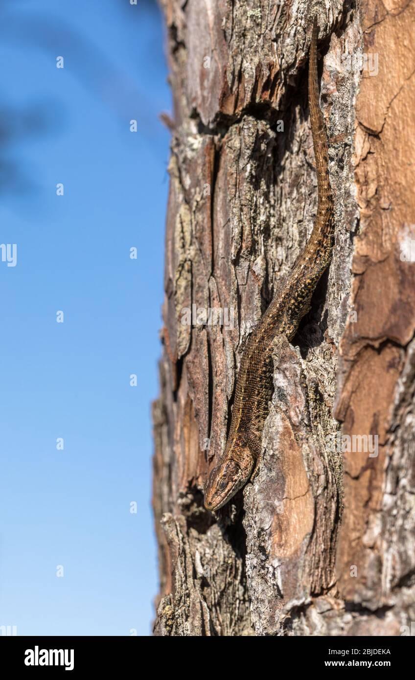 Viviparous Eidechse - Zootoca vivipara - sitzt kopfüber auf einer Kiefer - Pinus sylvestris Stockfoto