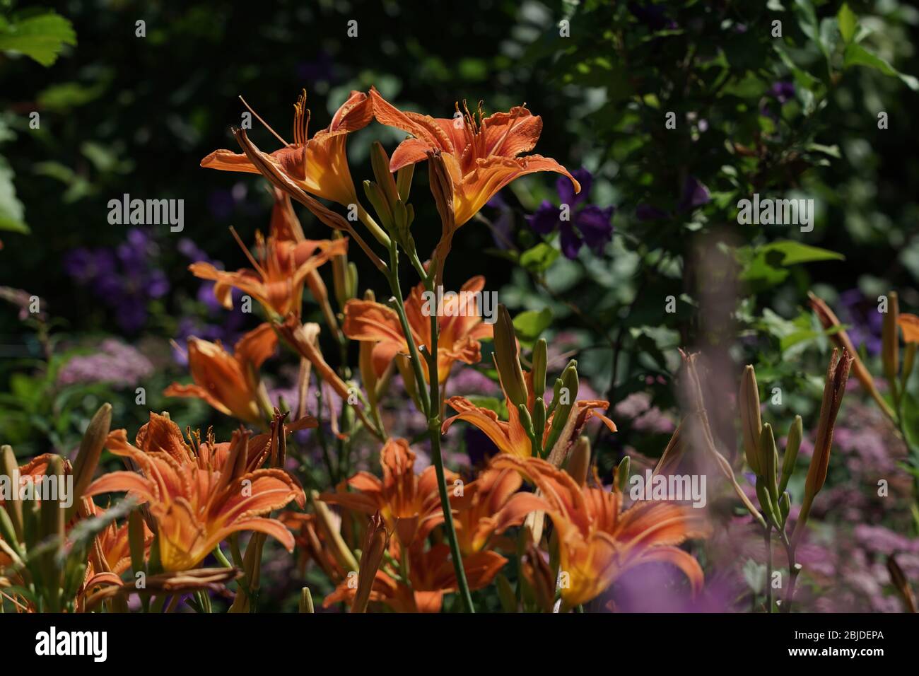 Lilien pflanzen Fotos und Bildmaterial in hoher Auflösung Alamy