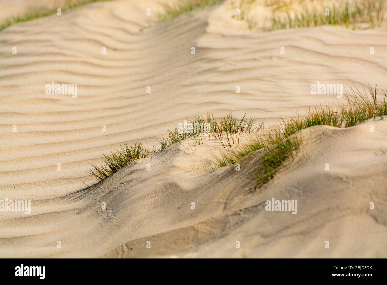 Wüste Naturlandschaften im Nationalpark De Loonse en Drunense Duinen, Nordbrabant, Niederlande bei schönem Tag Stockfoto