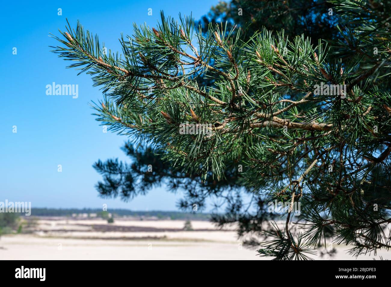 Wüste Naturlandschaften im Nationalpark De Loonse en Drunense Duinen, Nordbrabant, Niederlande bei schönem Tag Stockfoto