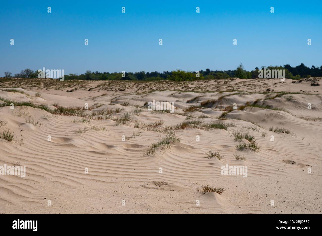 Wüste Naturlandschaften im Nationalpark De Loonse en Drunense Duinen, Nordbrabant, Niederlande bei schönem Tag Stockfoto