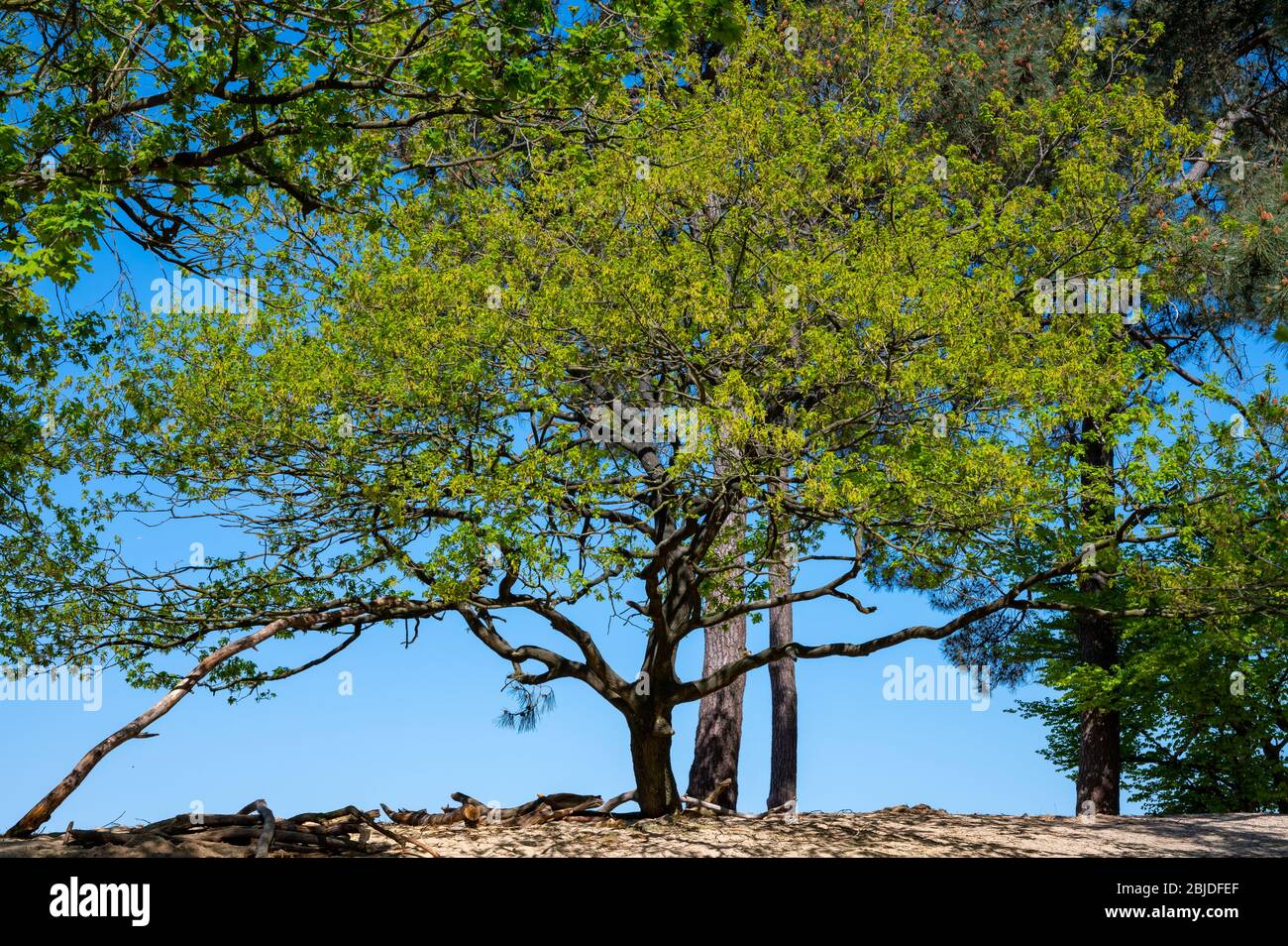 Wüste Naturlandschaften im Nationalpark De Loonse en Drunense Duinen, Nordbrabant, Niederlande bei schönem Tag Stockfoto