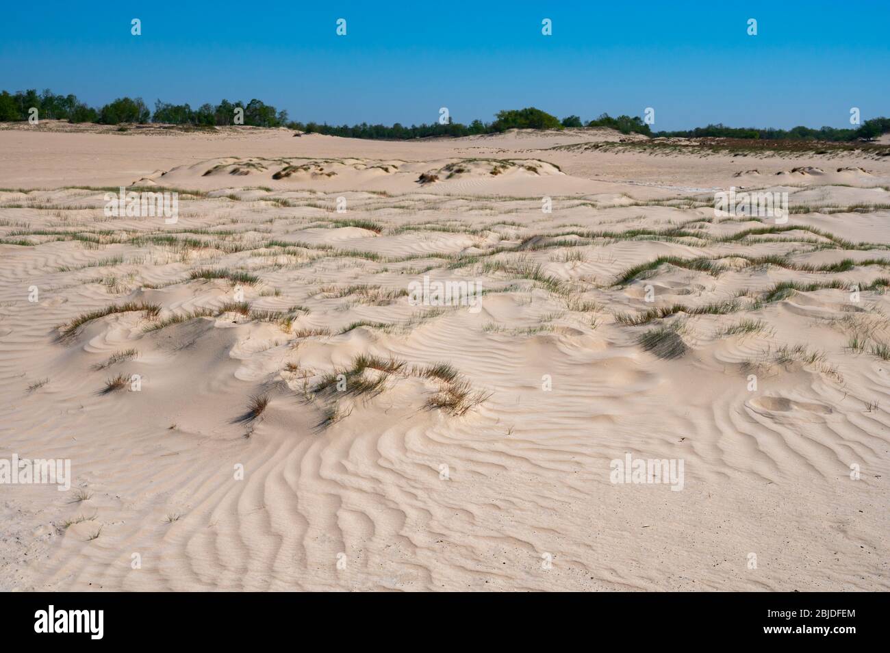 Wüste Naturlandschaften im Nationalpark De Loonse en Drunense Duinen, Nordbrabant, Niederlande bei schönem Tag Stockfoto