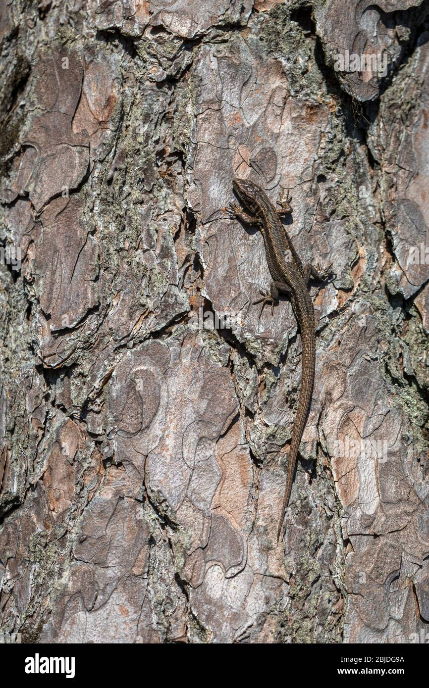 Viviparous Eidechse - Zootoca vivipara - männliche Reptil sitzt auf der Rinde einer Kiefer - Pinus sylvestris Stockfoto