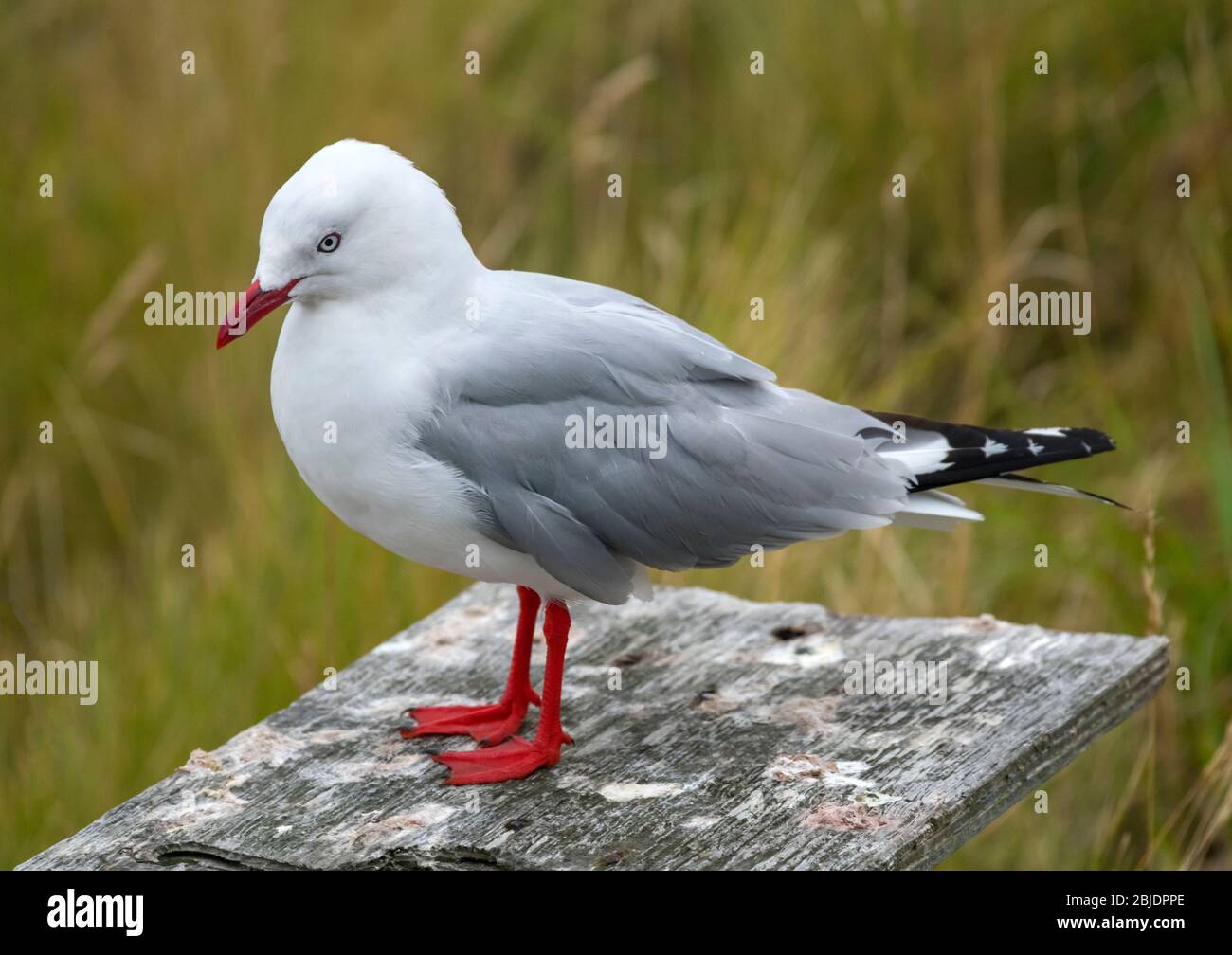 Rotschnabelmöwe (Chroicocephalus novaehollandiae scopulinus), Taiaroa Head, Dunedin, Neuseeland Stockfoto