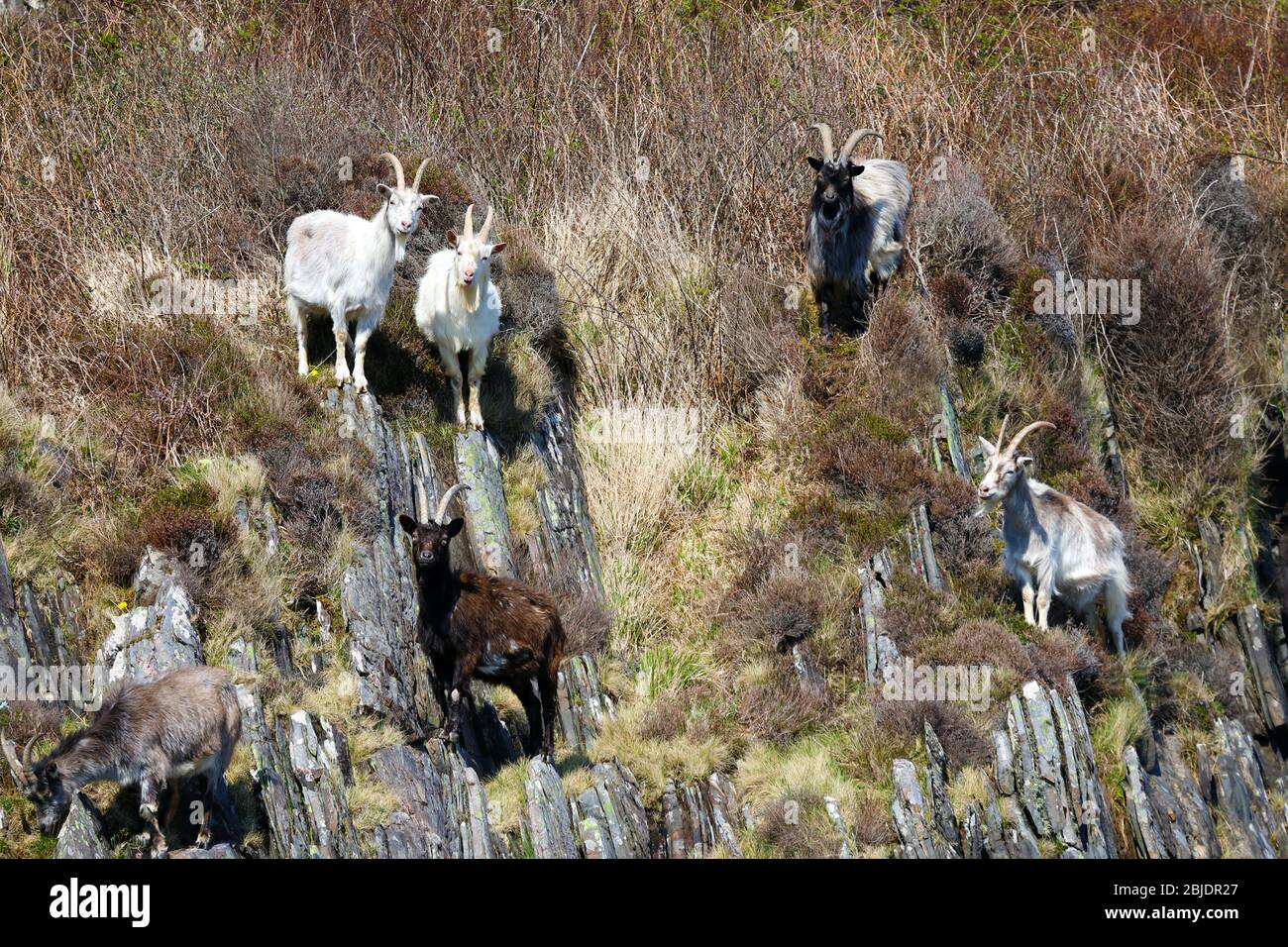 Wilde Ziegen auf der Isle of Mull in den Inneren Hebriden von Schottland Stockfoto