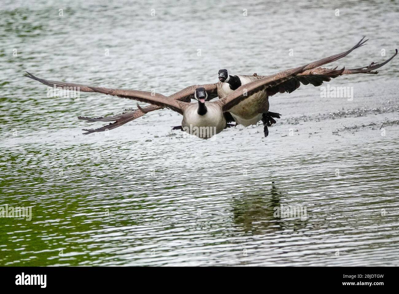 Summers Road, Godalming. April 2020. Ein bewölktes Wetter in den Heimatdikten mit periodischen Niederschlägen. Wildvögel am Broadwater Lake in Godalming, Surrey. Kredit: james jagger/Alamy Live News Stockfoto