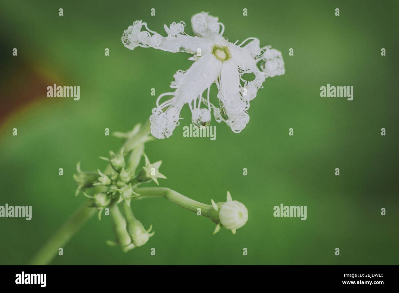 Kleine und süße Blumen in der Natur Stockfoto