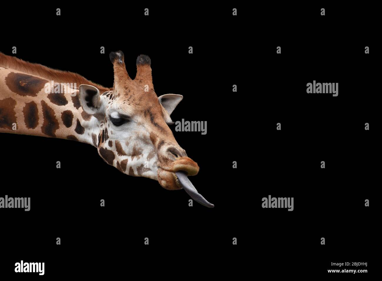 Niedliche Giraffe mit Kopf erschossen mit langer Zunge ausgestreckt isoliert auf schwarzem Hintergrund. Stockfoto