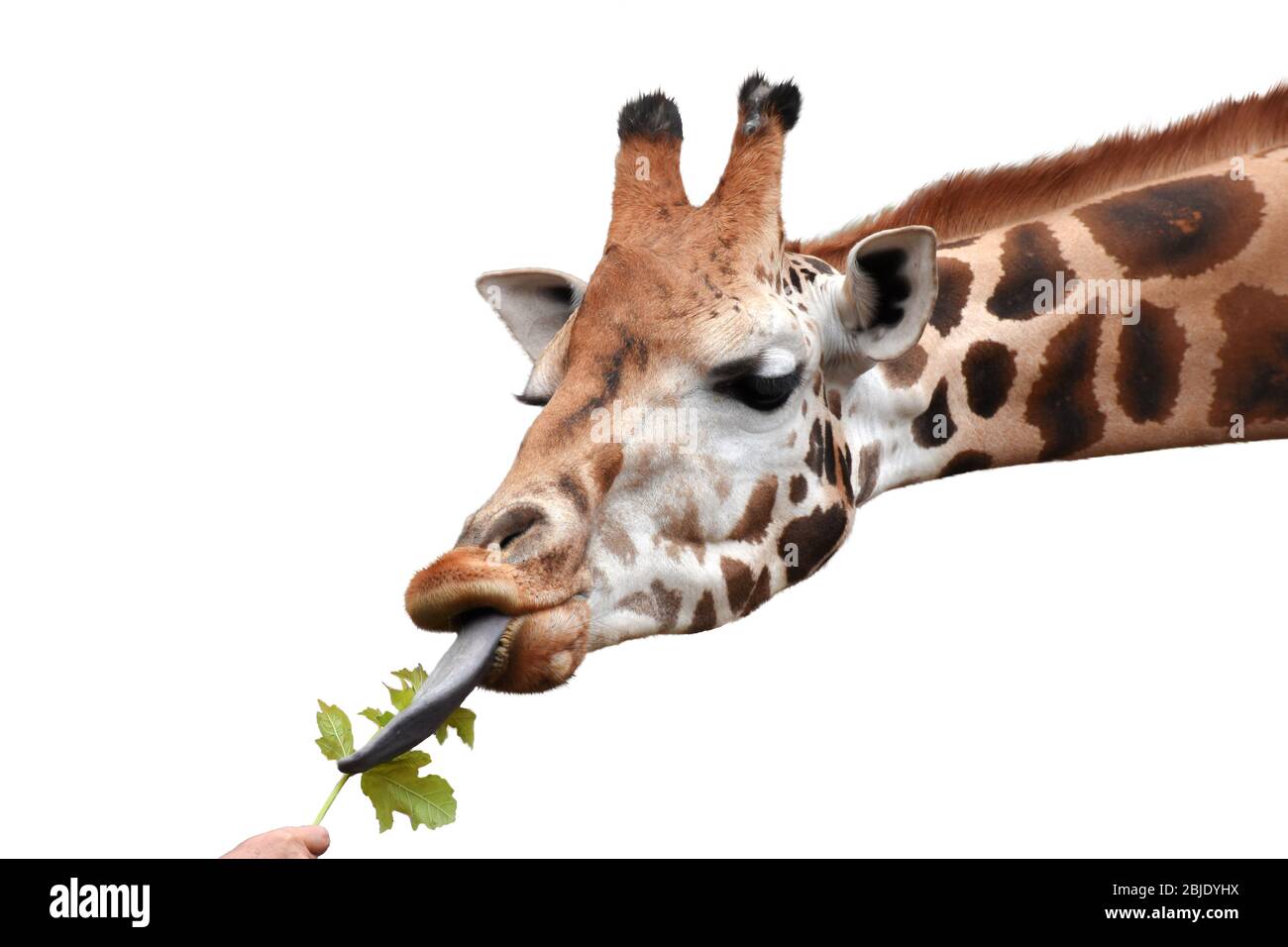 Giraffe isst grünes Blatt aus menschlicher Hand. Weißer Hintergrund. Stockfoto