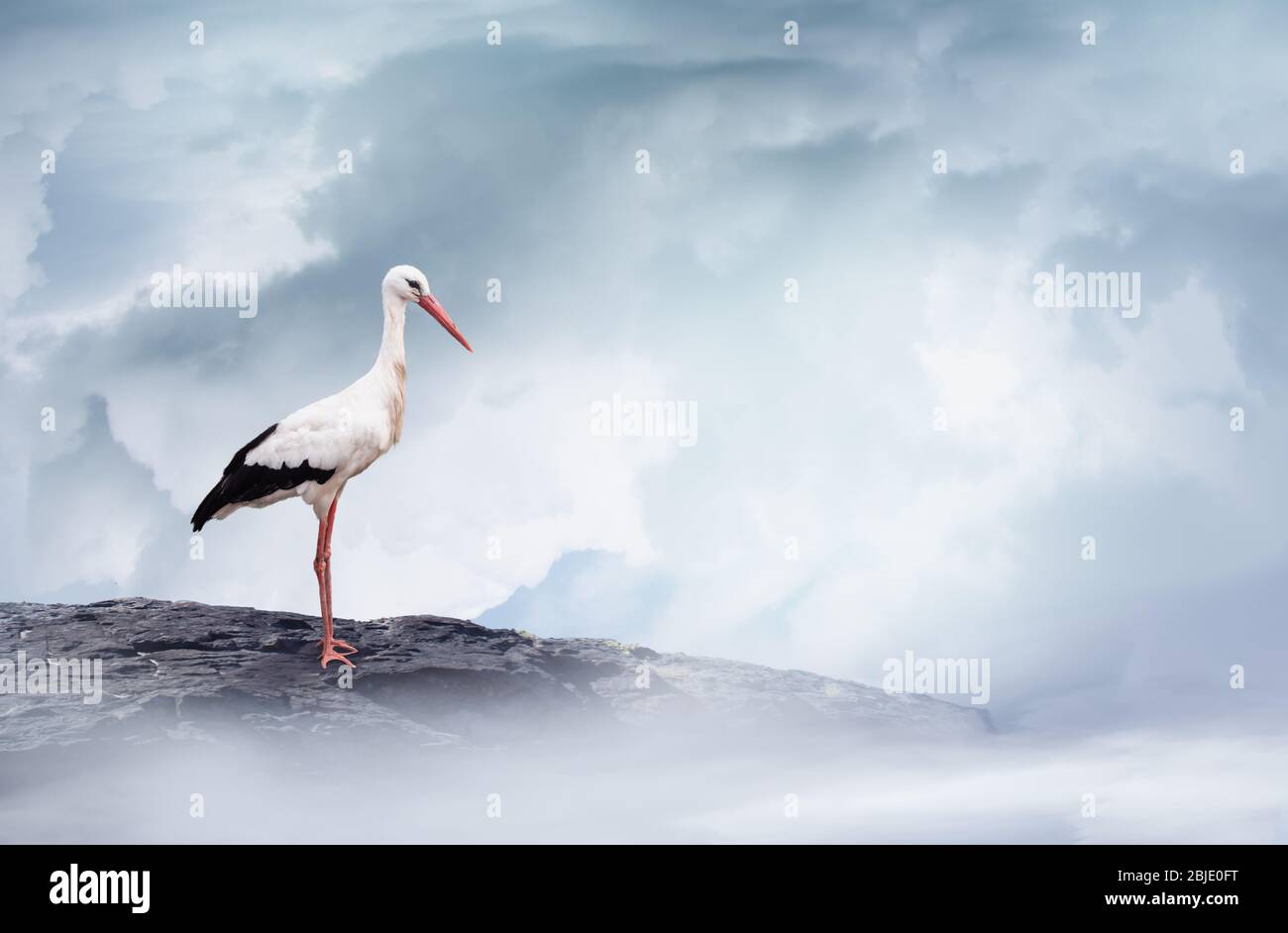 Weißstorch auf einem Bergfelsen im bewölkten Himmel. Grußkartenvorlage für zukünftiges oder neugeborenes Baby. Stockfoto
