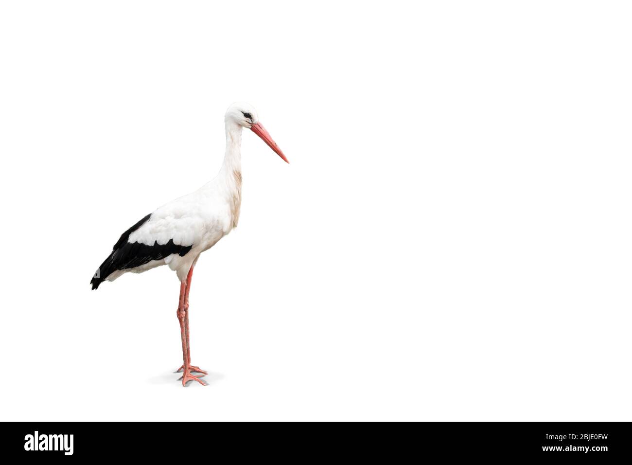 Weißer Storch isoliert auf weißem Hintergrund. Seitenansicht des ganzen Körpers und Platz für den Text. Stockfoto