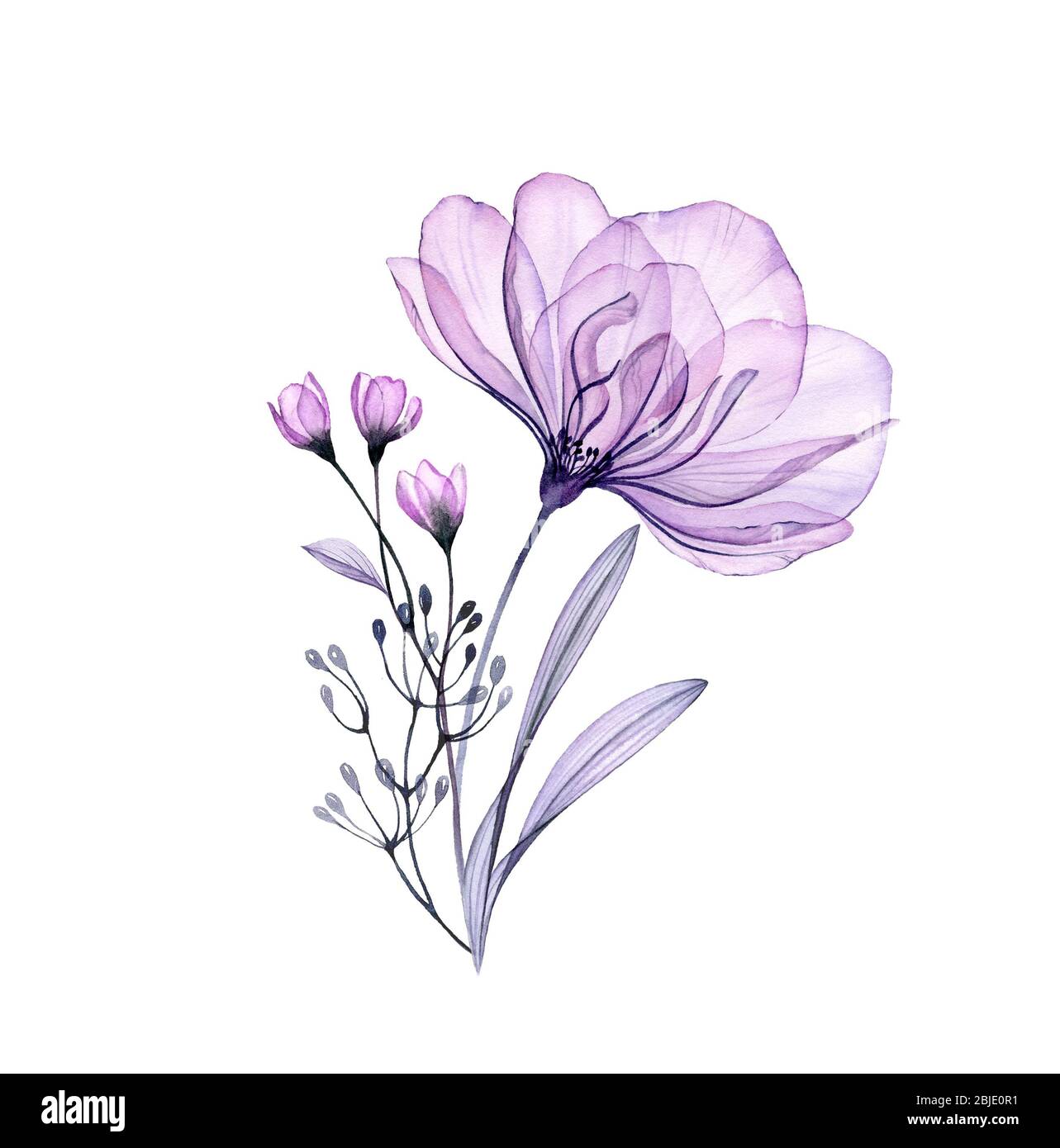 Aquarell Rosenstrauß. Handgemalte Kunstwerke mit transparenten violetten Blüten isoliert auf weiß. Botanische Illustration für Karten, Hochzeit Design Stockfoto