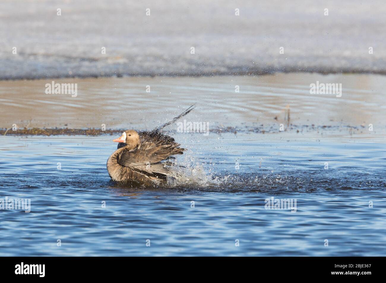 White-fronted oder Speckle Belly Goose Bade Stockfoto