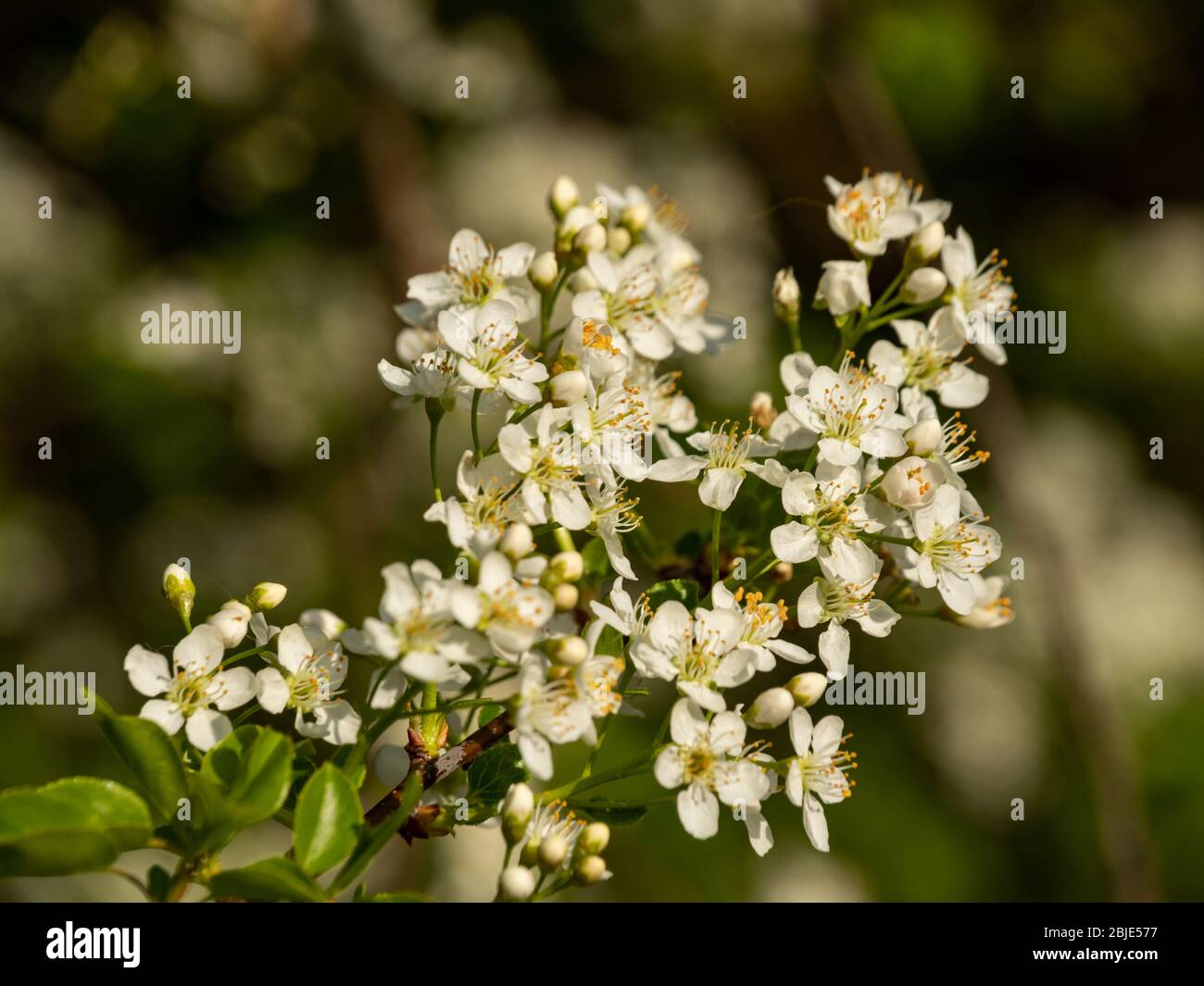 Mcro von schönen kleinen weißen Baum Frühlingsblumen. Selektiver Fokus. Stockfoto