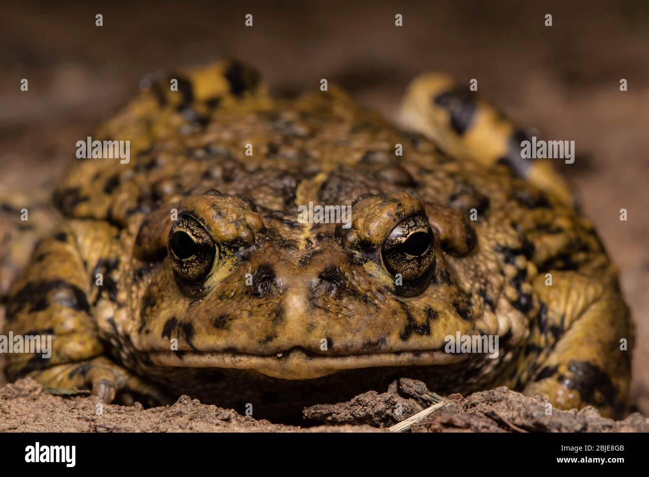 Kalifornische Kröte (Anaxyrus boreas halophilus) aus Sacramento County, Kalifornien, USA. Stockfoto