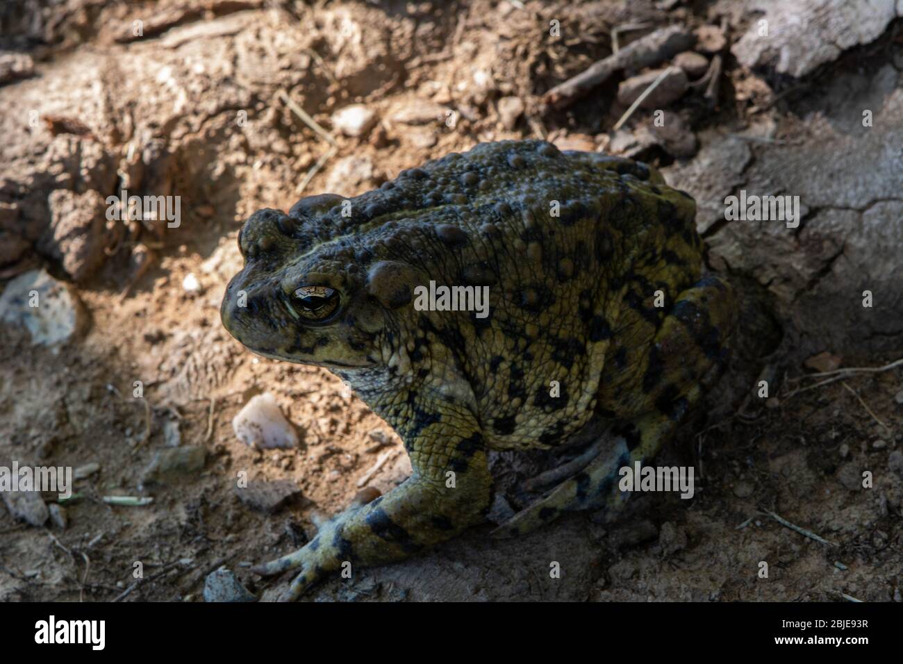 Kalifornische Kröte (Anaxyrus boreas halophilus) aus Sacramento County, Kalifornien, USA. Stockfoto