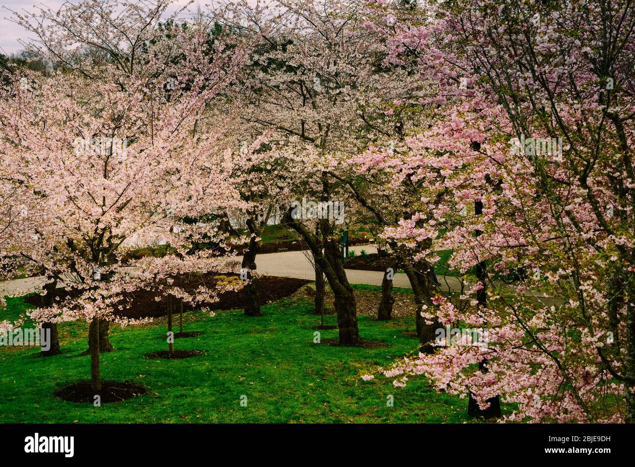 Buffalo Japanische Gärten Während Frühjahr 2020 Pandemie Stockfoto