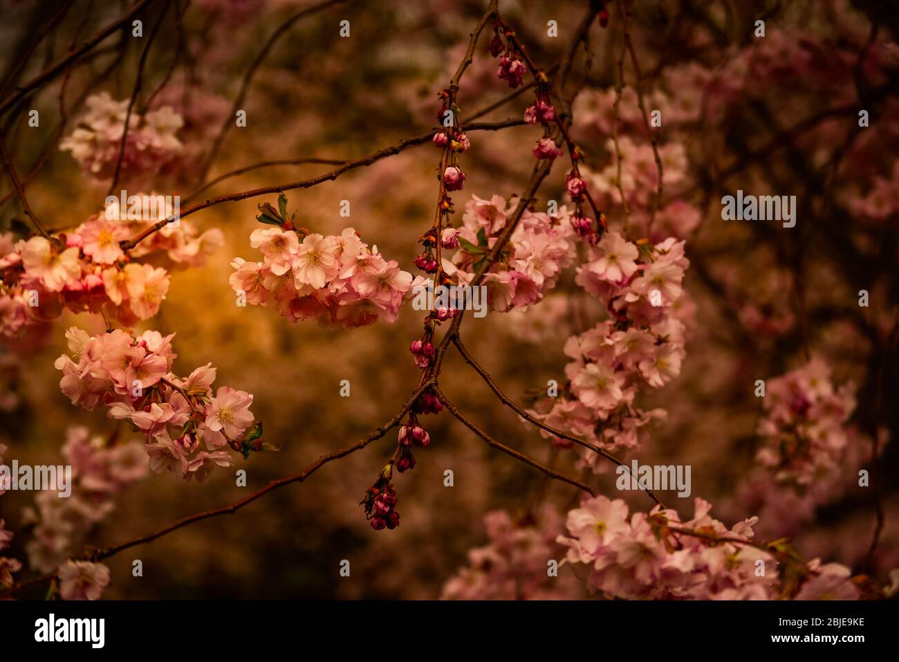 Schönheit der Kirschblüten während der Pandemie Stockfoto