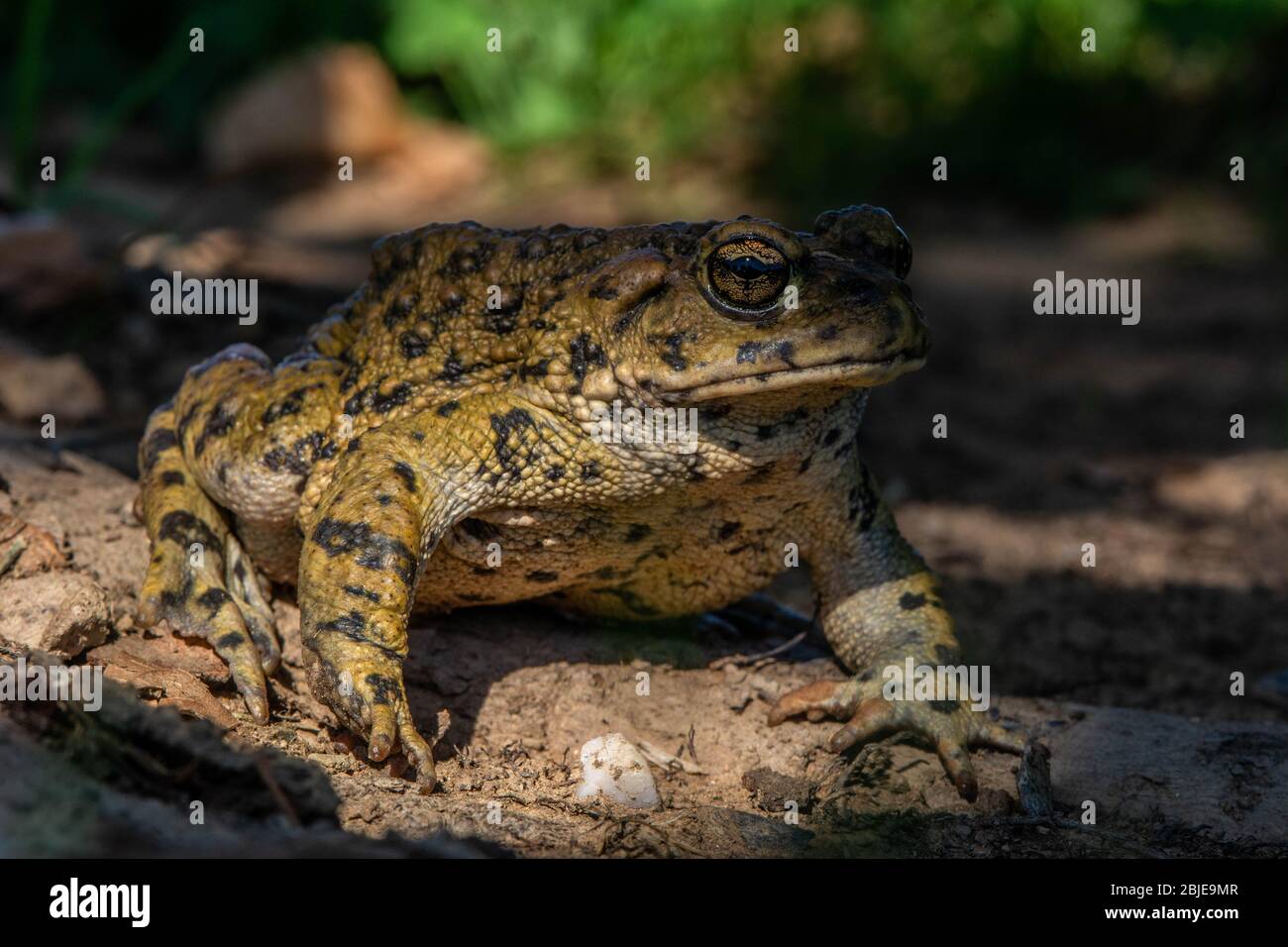 Kalifornische Kröte (Anaxyrus boreas halophilus) aus Sacramento County, Kalifornien, USA. Stockfoto