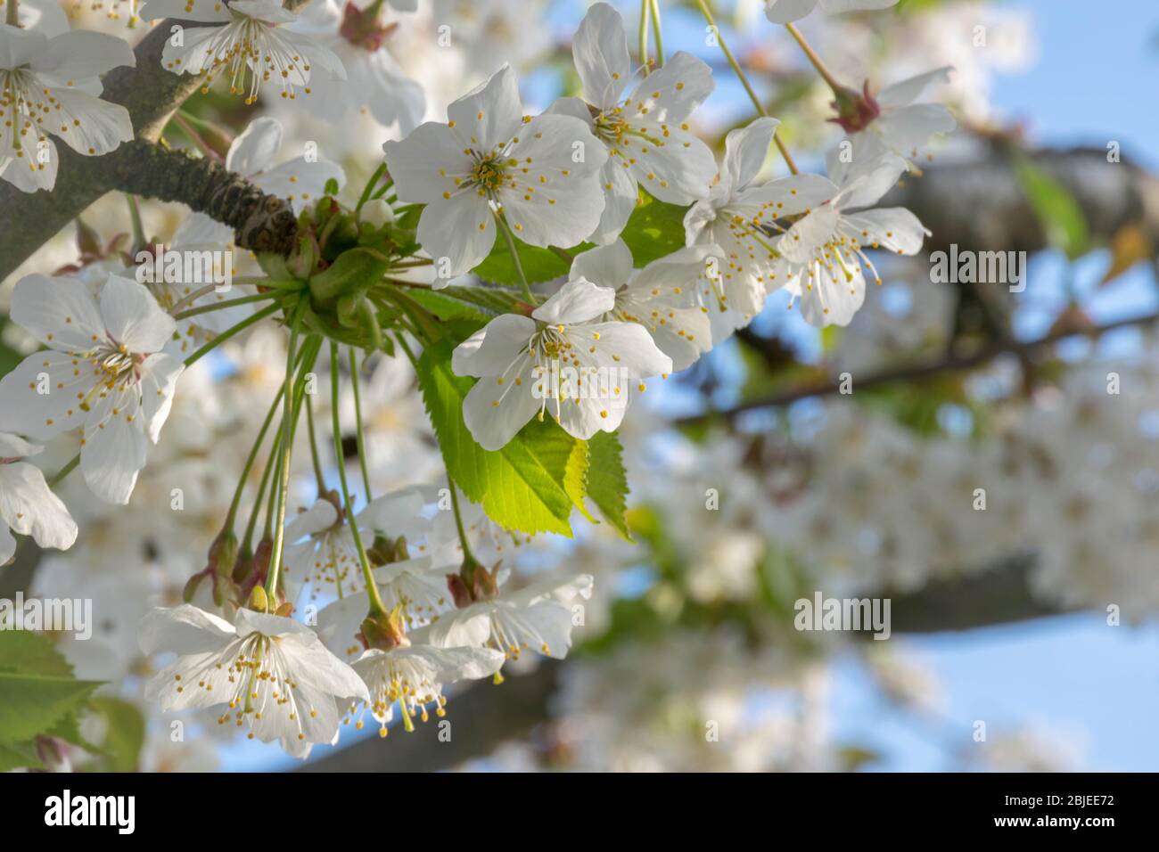 Weiße Kirschblüte am Morgen Stockfoto