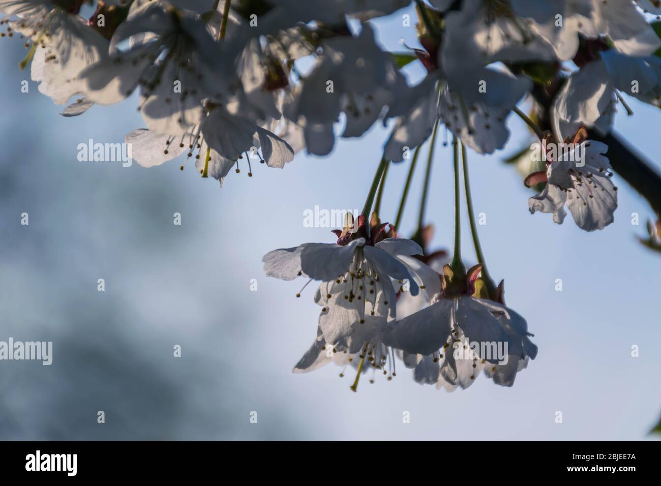 Weiße Kirschblüte am Morgen Stockfoto
